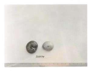 Click for 1 image(s) for this accession. FRUIT